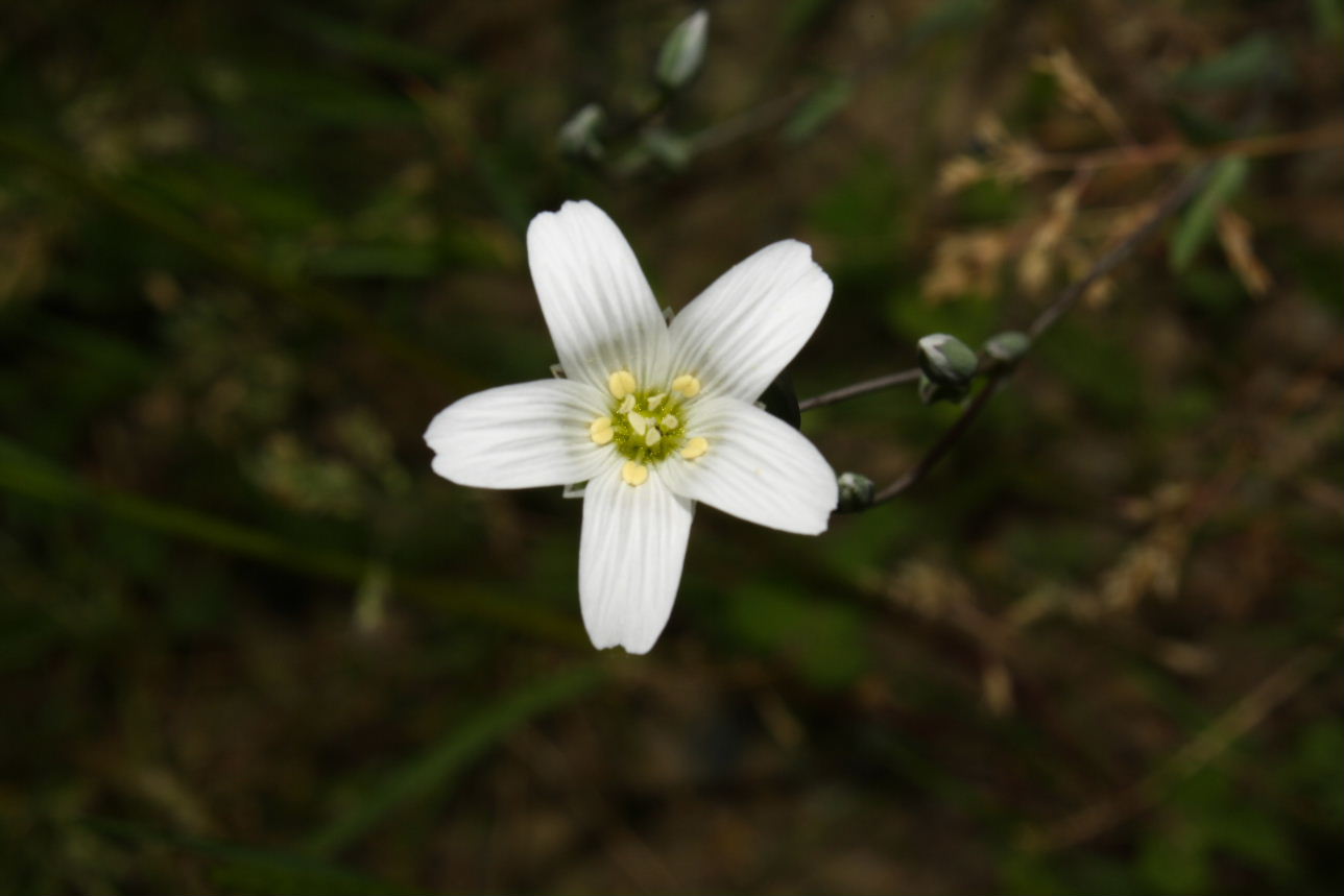 Moenchia mantica  / Peverina di Mantico